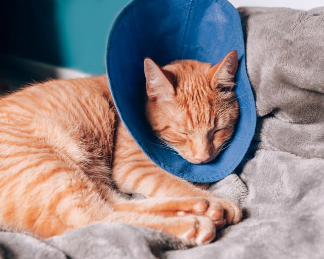 Cat Image