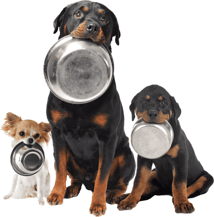 Pet Dogs Image