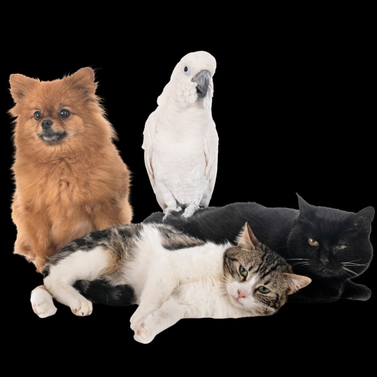 Pet Care Image